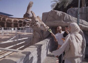 Emirates Park Zoo & Resort in Abu Dhabi rolls out winter outdoor activities, including hippo feeding, capybara encounters, live presentations, and wild dining.